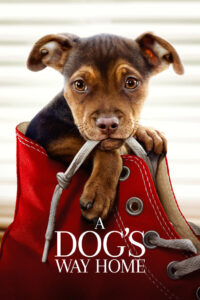 A Dogs Way Home (2019) BluRay – [1080p, 720p, 576p] – x264 – (DD+5.1 – 640Kbps) [Telugu + Tamil + Hindi + English]